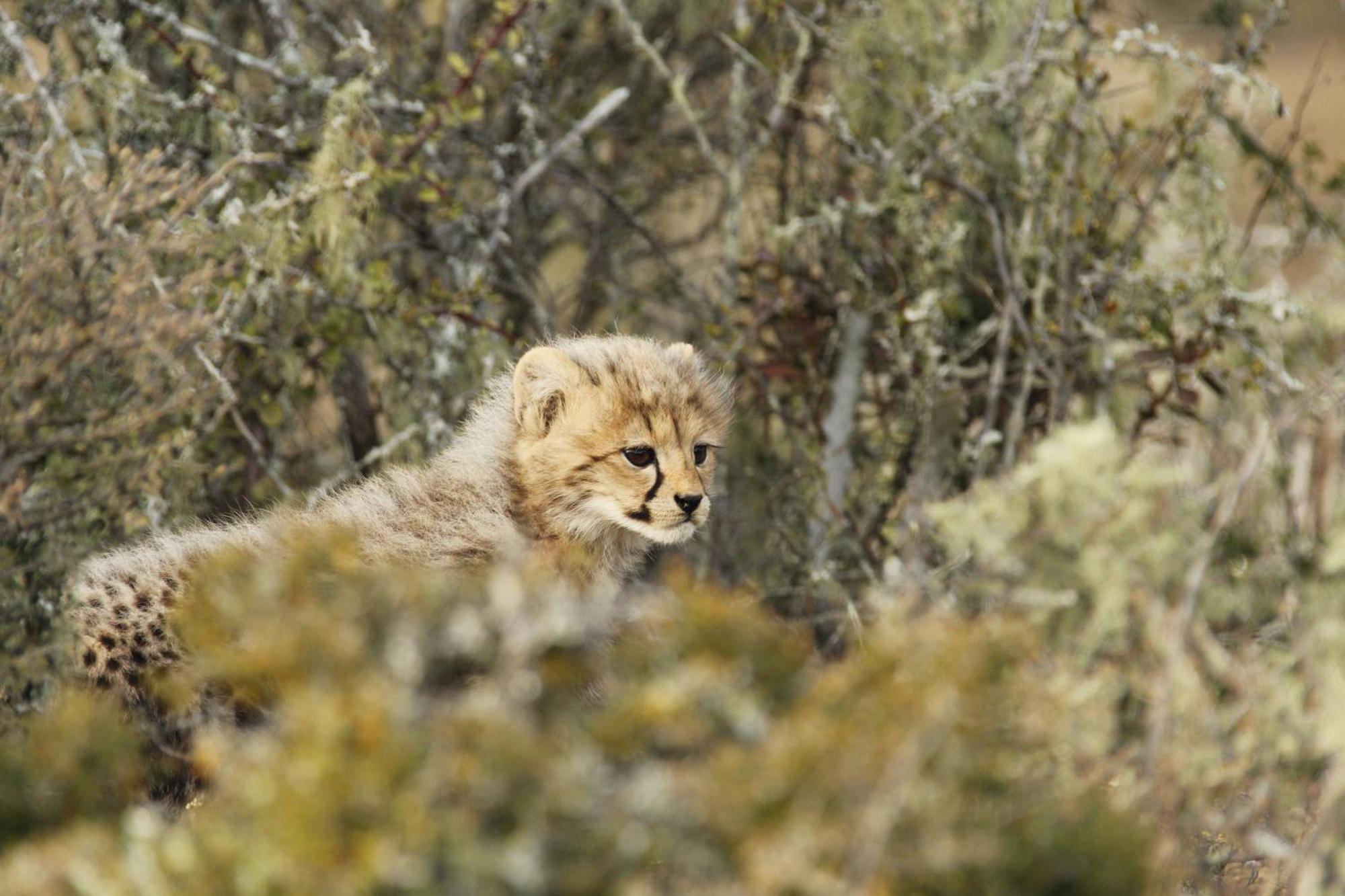 Kwandwe Private Game Reserve - Great Fish River Lodge Grahamstown Luaran gambar