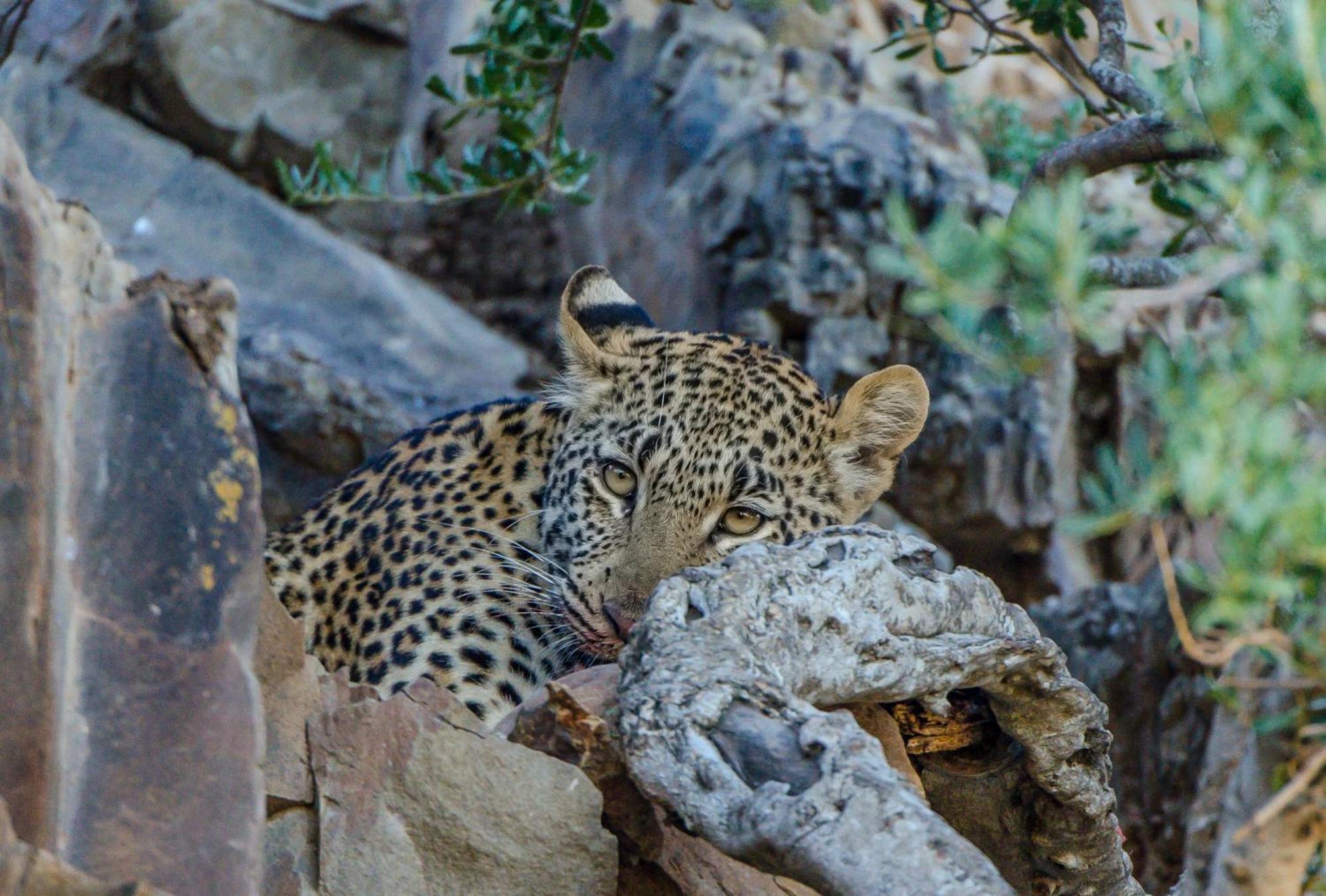 Kwandwe Private Game Reserve - Great Fish River Lodge Grahamstown Luaran gambar