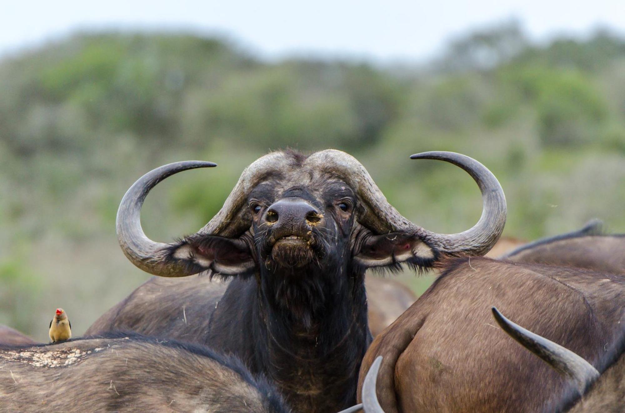 Kwandwe Private Game Reserve - Great Fish River Lodge Grahamstown Luaran gambar