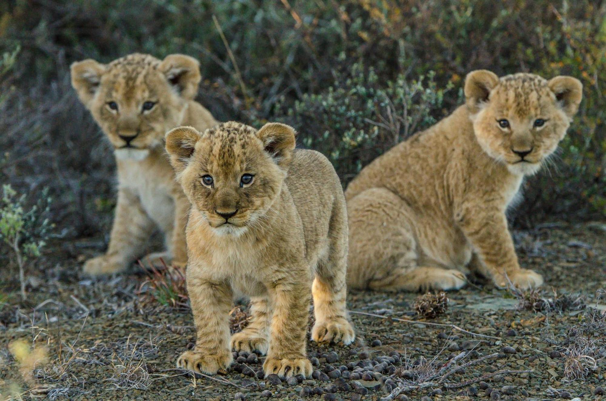 Kwandwe Private Game Reserve - Great Fish River Lodge Grahamstown Luaran gambar