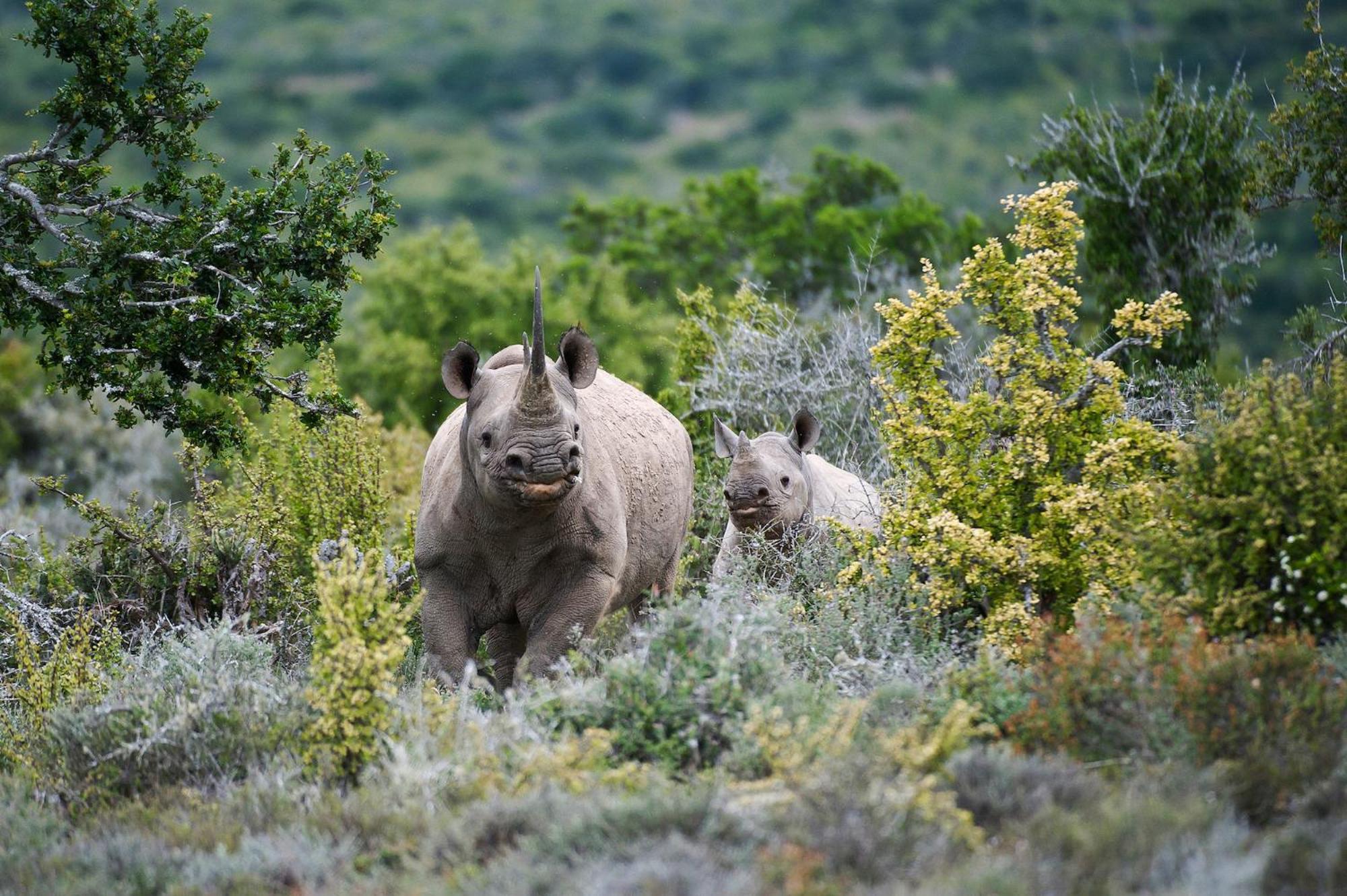 Kwandwe Private Game Reserve - Great Fish River Lodge Grahamstown Luaran gambar