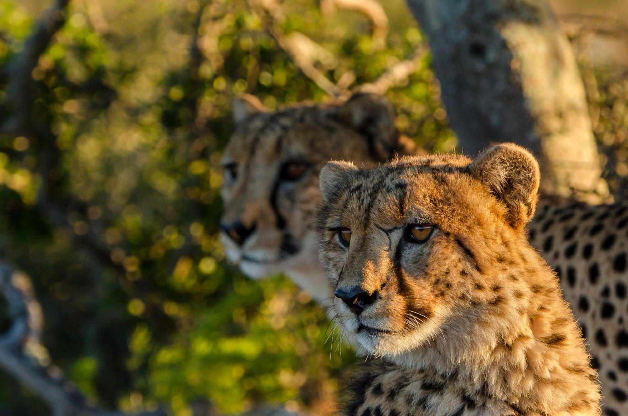 Kwandwe Private Game Reserve - Great Fish River Lodge Grahamstown Luaran gambar