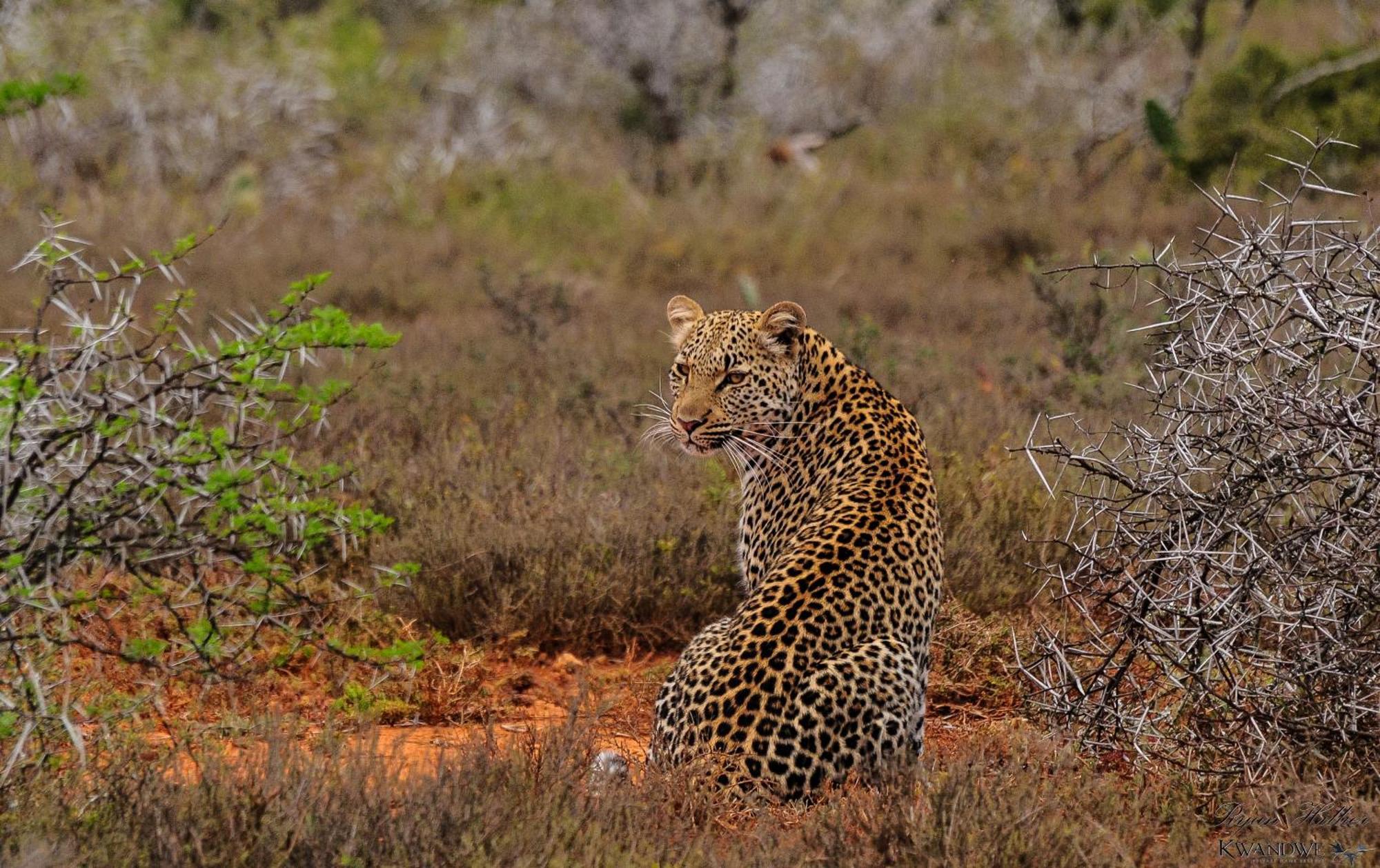 Kwandwe Private Game Reserve - Great Fish River Lodge Grahamstown Luaran gambar