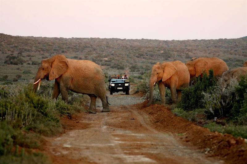 Kwandwe Private Game Reserve - Great Fish River Lodge Grahamstown Luaran gambar