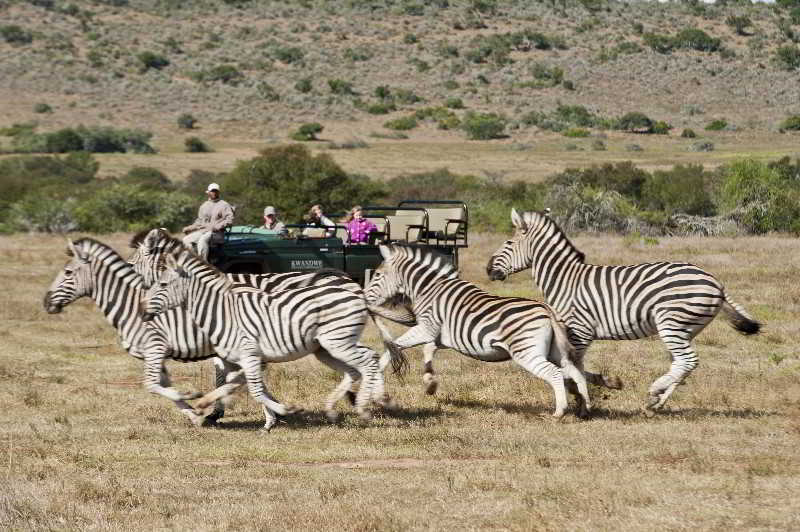 Kwandwe Private Game Reserve - Great Fish River Lodge Grahamstown Luaran gambar